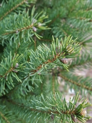 Picea glauca