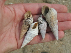 Pachychilus glaphyrus