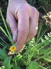 Microseris bigelovii