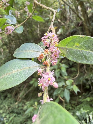 Ilex pubescens, photograph 5