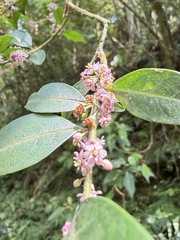 Ilex pubescens, photograph (c) Kiwi Shen, some rights reserved (CC BY)