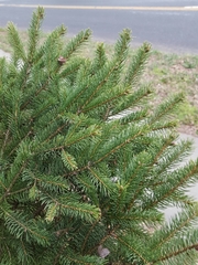 Picea glauca