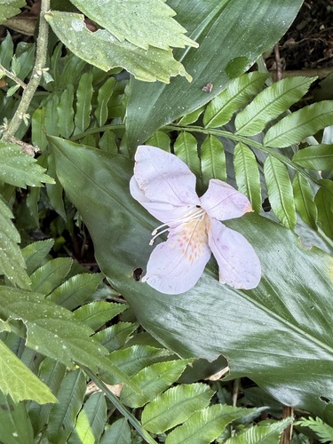 Rhododendron latoucheae