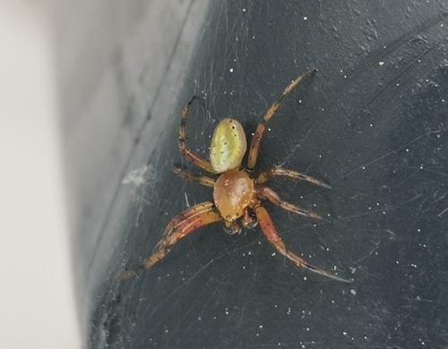 Six-spotted Orbweaver