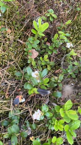 Lingonberry