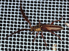 Piesarthrius marginellus