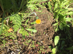 Microseris bigelovii