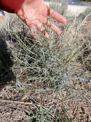 Stephanomeria tenuifolia
