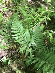 Athyrium asplenioides