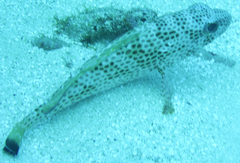 Epinephelus guttatus