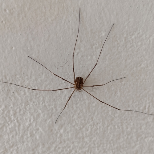 Metaphalangium cirtanum