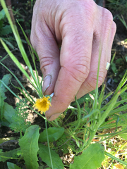 Microseris bigelovii