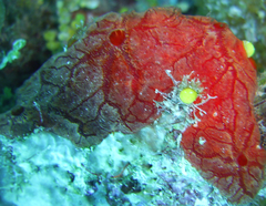 Monanchora arbuscula