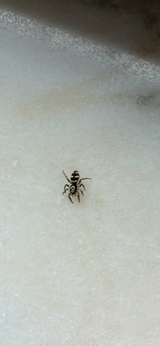 Zebra Jumping Spider