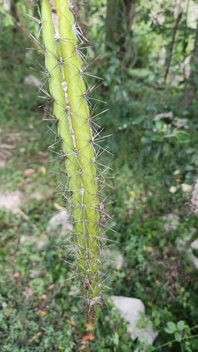 Harrisia divaricata