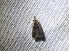 Dichomeris setosella