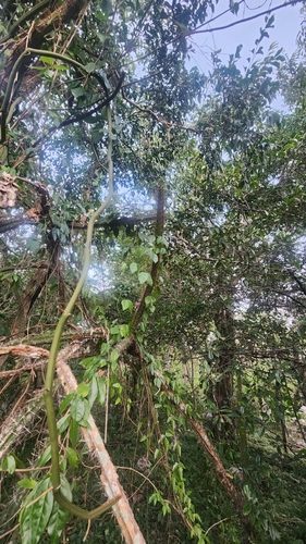 Harrisia divaricata, photograph 2