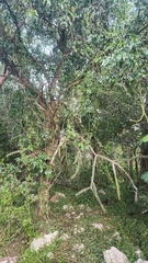 Harrisia divaricata, photograph author not stated, no rights reserved