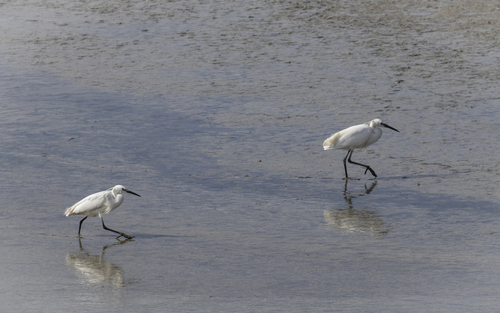 iNaturalist image