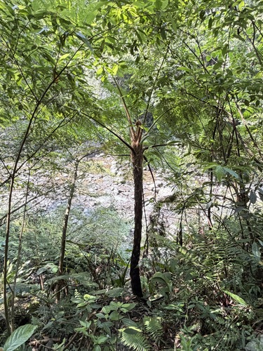 Alsophila lepifera