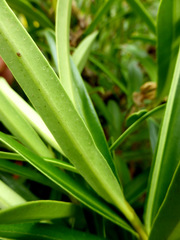 Veronica townsonii