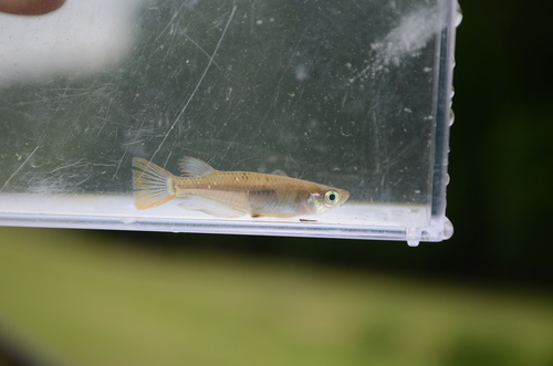 Japanese rice fish (Oryzias latipes) — Adrianichthyidae — 4