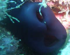 Reef Tunicate photo 5