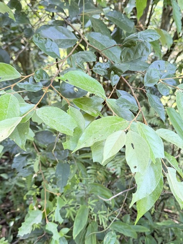 Styrax suberifolius, photograph 6