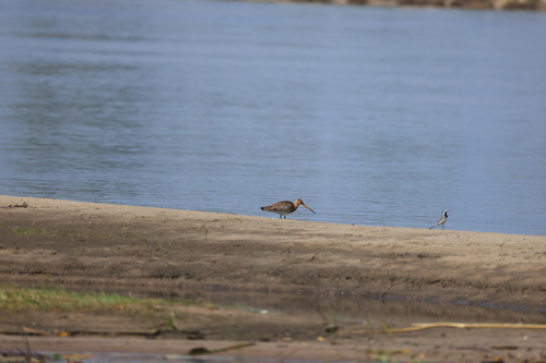 iNaturalist image