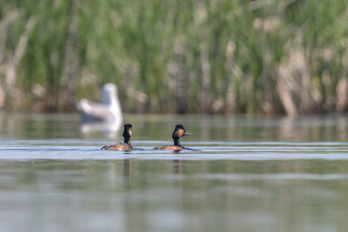 iNaturalist image