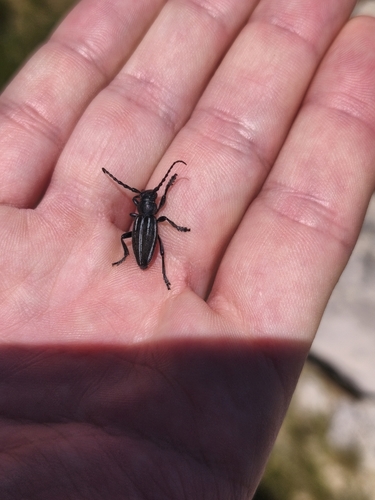 Iberodorcadion fuliginator
