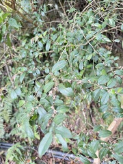 Ilex pubescens, photograph (c) Kiwi Shen, some rights reserved (CC BY)