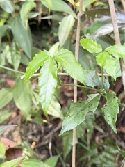 Tetrastigma hemsleyanum, photograph (c) Kiwi Shen, some rights reserved (CC BY)
