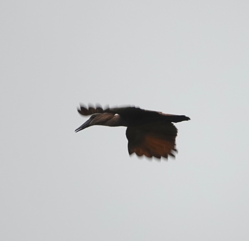 iNaturalist image