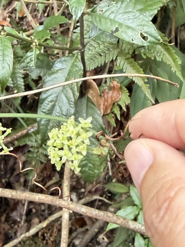 Tetrastigma hemsleyanum, photograph 2