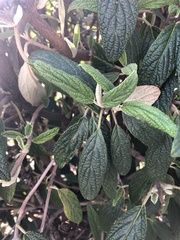 Viburnum rhytidophyllum