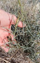Stephanomeria tenuifolia