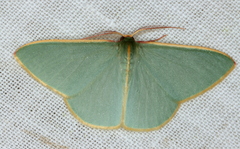 Chlorocoma assimilis