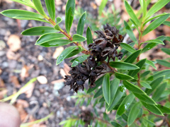 Veronica diosmifolia