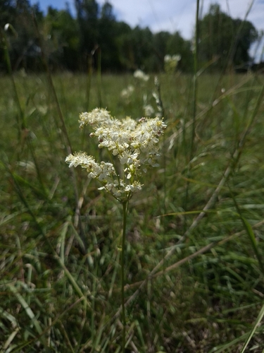 Dropwort