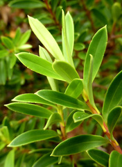 Veronica diosmifolia