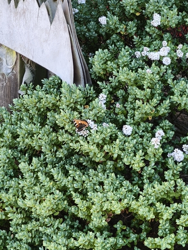 Small Tortoiseshell