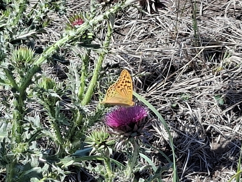 Cardinal Butterfly