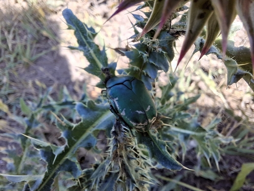Protaetia ungarica