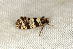 Ardiosteres moretonella