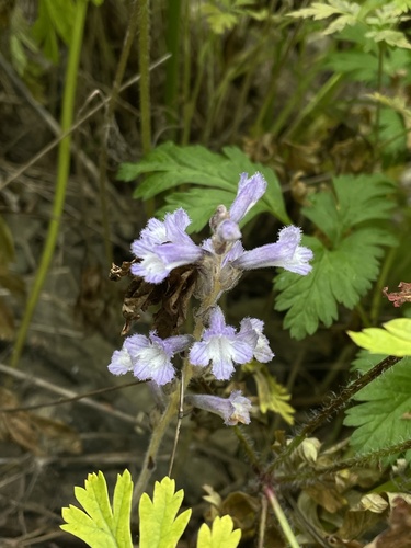 Lasianthera observed 2026-05-28