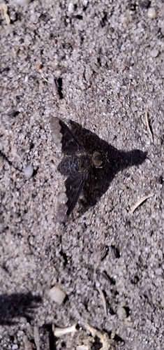 Black Banded Bee Fly