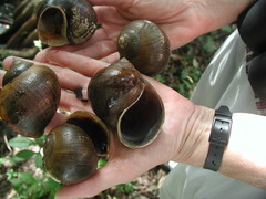 Pomacea flagellata