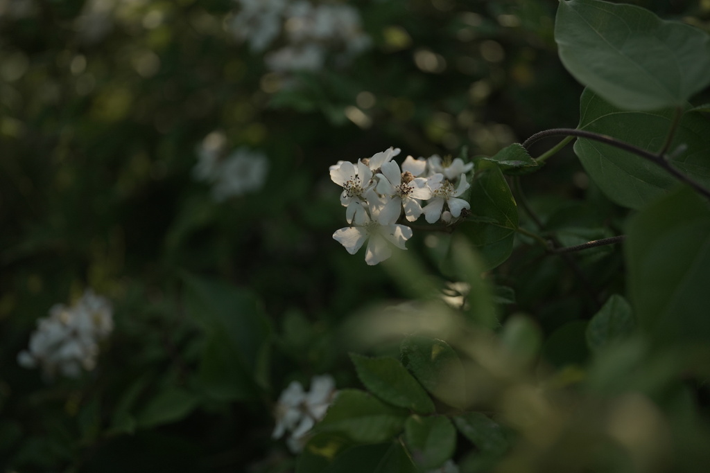 Fagopyrum cymosum; photograph (c) MUNENORI YAMAKAWA, some rights reserved (CC BY)