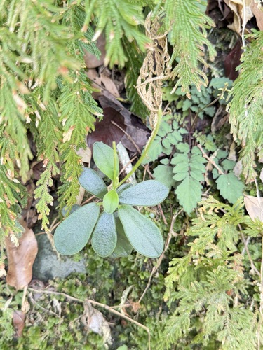 Peperomia japonica, photograph 4